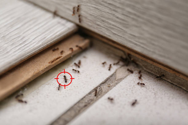 Best Wasp Removal Services  in Mokuleia, HI