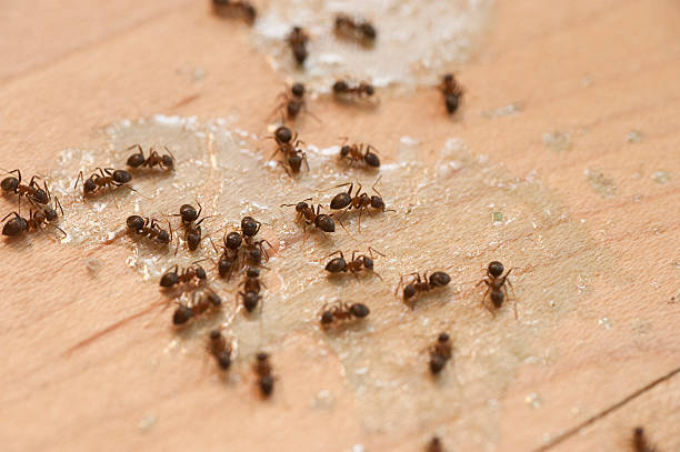 Best Bed Bug Extermination  in Mokuleia, HI